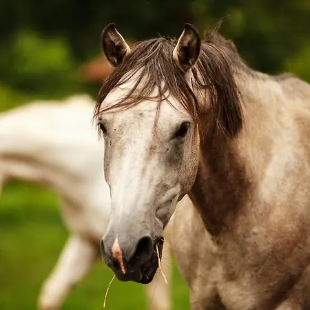 St.michael Panzio Lovaspark 3* Vasszentmihaly